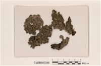 藏品(梅衣屬)的圖片